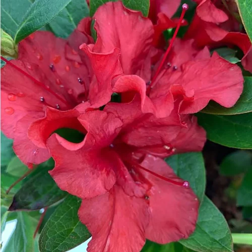 Pour tous jardins:Azalée (Azalea) Encore Ruby rouge. Le pot de 4 litres