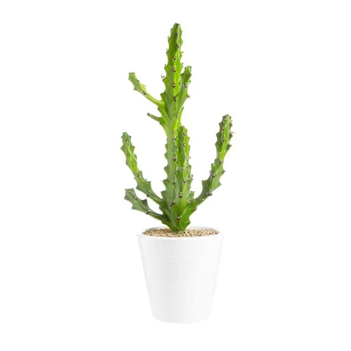 Jardin loisirs:Euphorbia mayuranathanii en pot blanc émaillé H 20 x Ø 20 cm
