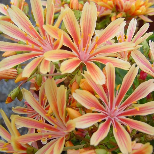 Déco extérieur:Lewisia - Le pot Ø 13 cm
