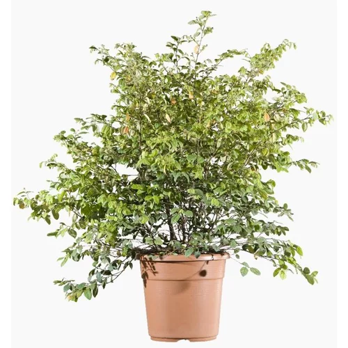Équipement jardin:Loropetalum Chinense (Loropétale de Chine) en pot de 4 L rouge