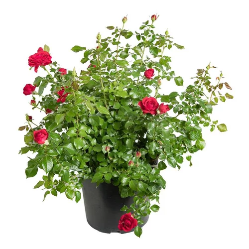 Pour vos besoins extérieurs：Rosier miniature - Le pot de 11 litres