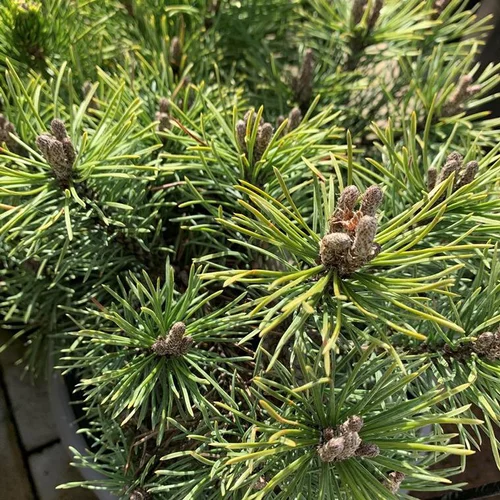Simple dehors：Pin (Pinus) Mugo Mops. Le pot de 10 litres