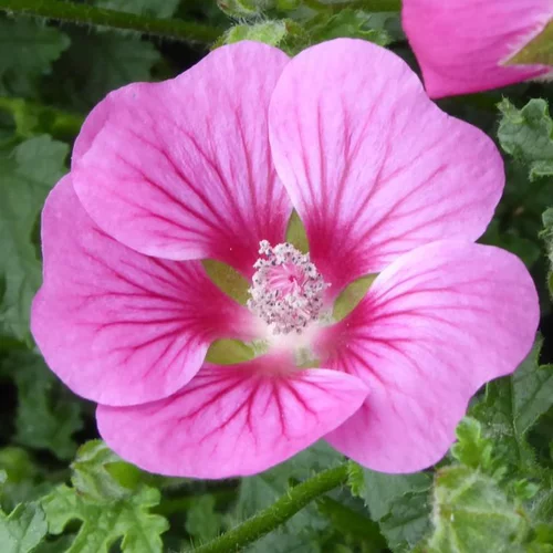 Idée simple:Anisodontéa (Mauve du Cap) à fleurs roses - Le pot de 7,5 litres