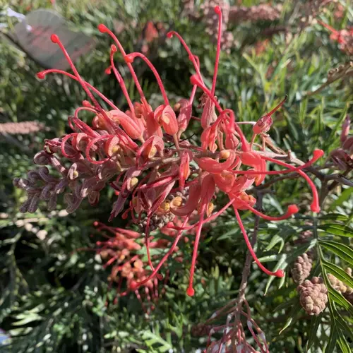 Conçu pour vos extérieurs：Grevillea Robin Gordon rose. Le pot de 3 litres