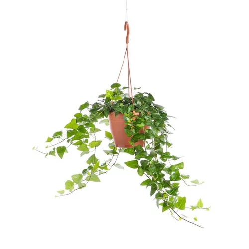 La solution pour vos extérieurs：Hedera. Le pot Ø 19 cm