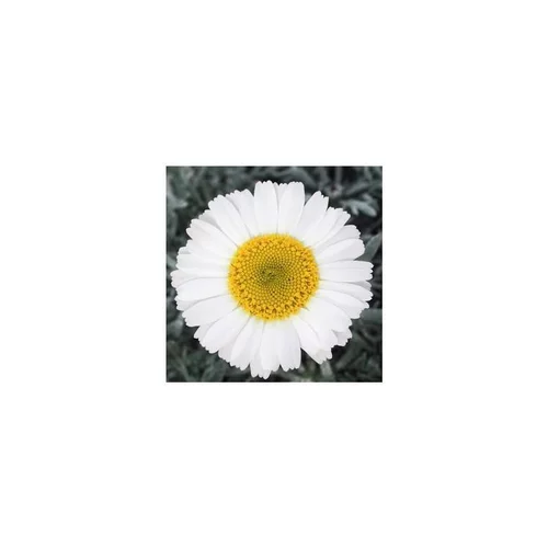 Un essentiel du jardin：Leucanthemum hosmariensis - Le pot de 1 litre