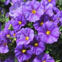 Jardin et maison:Solanum Rantonnetii Tige - Le pot de 2 litres