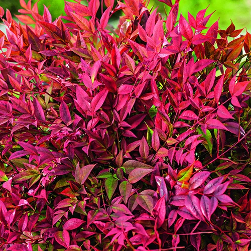 Au service de vos extérieurs：Nandina domestica Obsessed Seika botanic®. Le pot de 3 litres