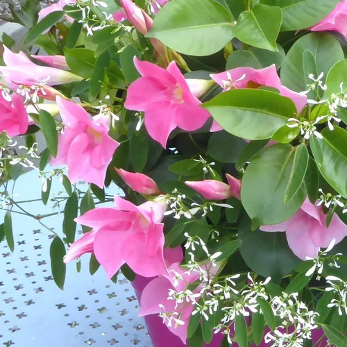 Idée nature:Dipladenia+ Summer Snow - La jardinière