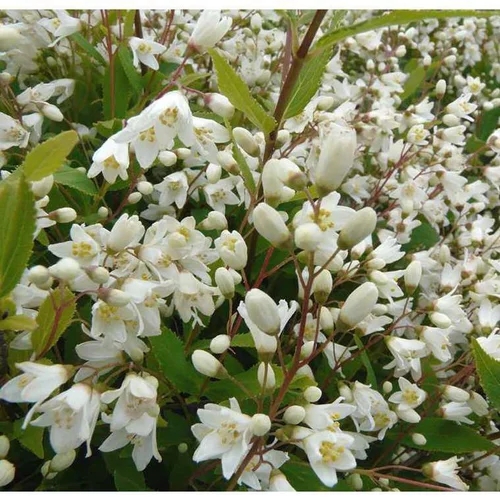 Pour un extérieur accueillant：Deutzia Gracilis. Le pot de 4,5 litres
