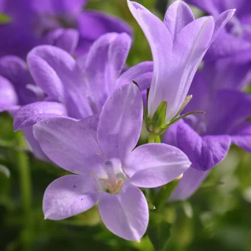 Pour vos envies d’extérieur:Campanule à fleurs bleues - Le pot Ø 17 cm