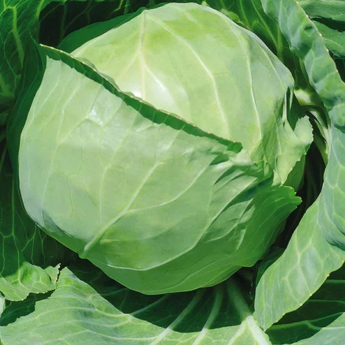 Un choix pratique pour le jardin：Chou Cabus Rond Castello Bio. La barquette de 3 plants