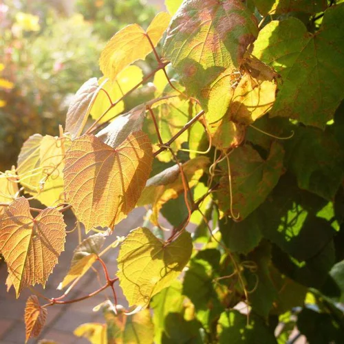 Style au jardin:Vigne COIGNETIAE CLARET CLOAK COV. Le pot de 4 litres
