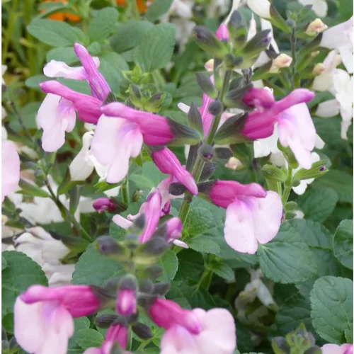 Jardin extérieur：Sauge Vivace - Le pot de 13 cm