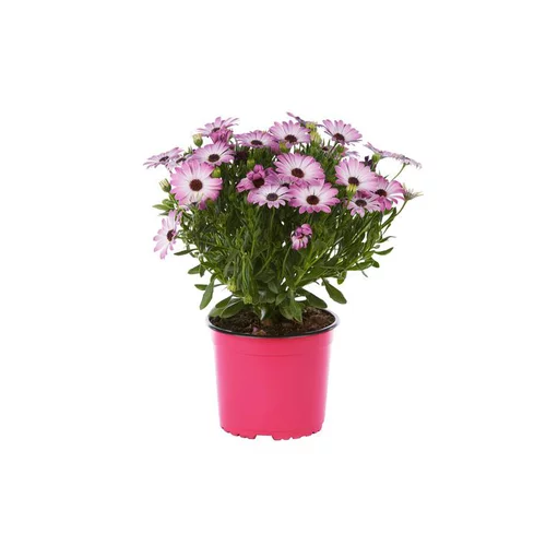 Bien pensé extérieur：Ostéospermum dimorphothéca - Le pot de 2 litres