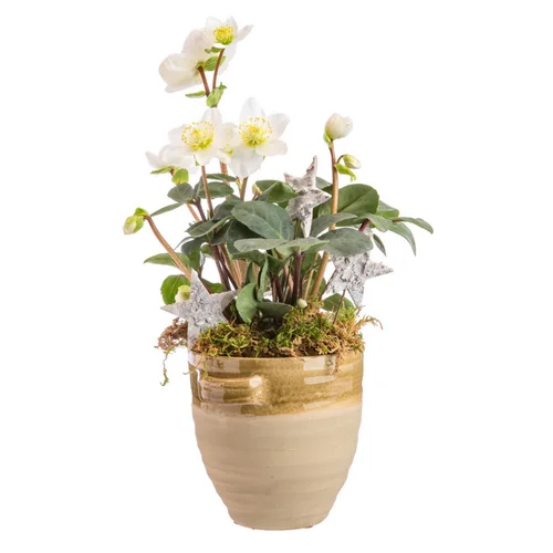 Une touche pratique au jardin:Hellébore en pot antique terre cuite