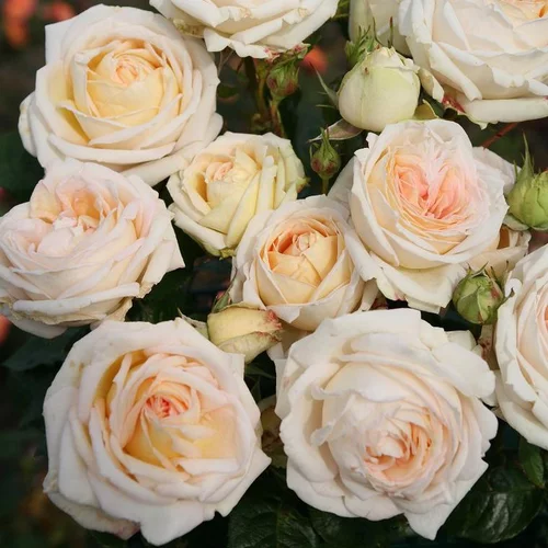 Extérieur nature:Rosier grosses fleurs Parfuma Mme de la Vallière. Le pot de 4 litres