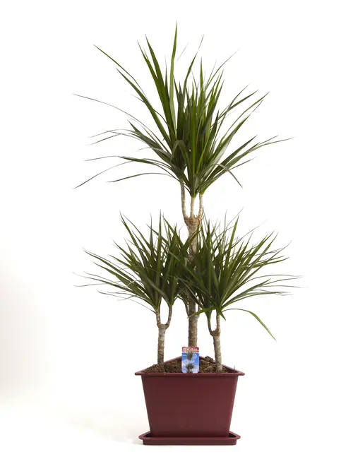 Jardin à aménager：Dracaena marginata 7 pieds. Le pot de Ø 31 x H 160 cm, forme carrousel
