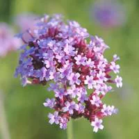 Sélection maison:Verbena Bonariensis - Le pot de 1 litre
