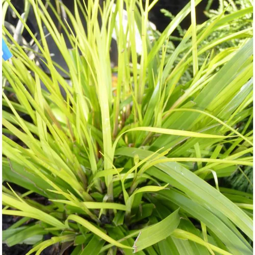 Jardin & confort：Millet Doré - Le pot de 2 litres