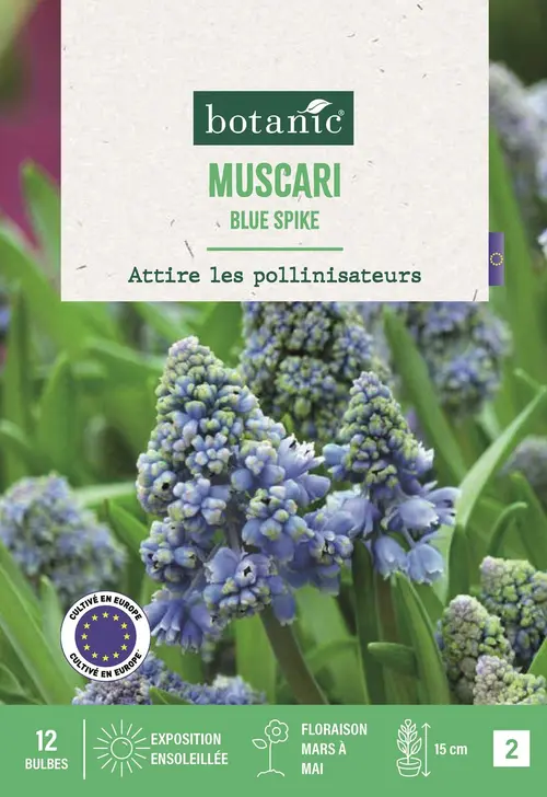 Votre jardin：Bulbes de fleurs Muscari Blue Spike bleu botanic® - 12 bulbes