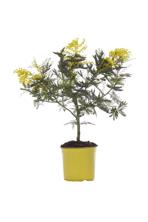 Pour mieux aménager vos extérieurs：Mimosa greffé – C5