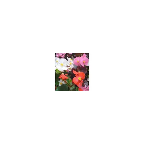 Pour vos projets:Bégonia semperflorens - La jardinière de 40 cm