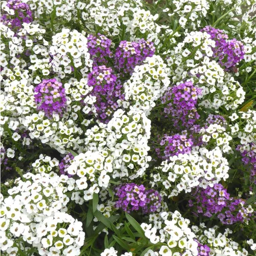 Essentiel nature：Lobularia ou alysse odorante - Le pot de 0,7 litre