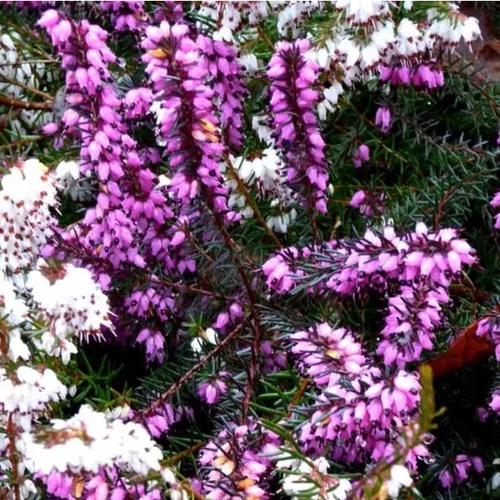 Utile extérieur：Bruyère Erica Darleyensis rouge. Le pot de 3 litres