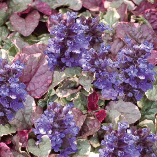 Le compagnon de vos extérieurs：Bugle rampant botanic®. Le pot de 9 cm