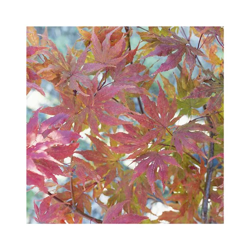 Facile au jardin：Erable du Japon (ACER PALMATUM RETICULATUM RED ) Le pot de 50 litres