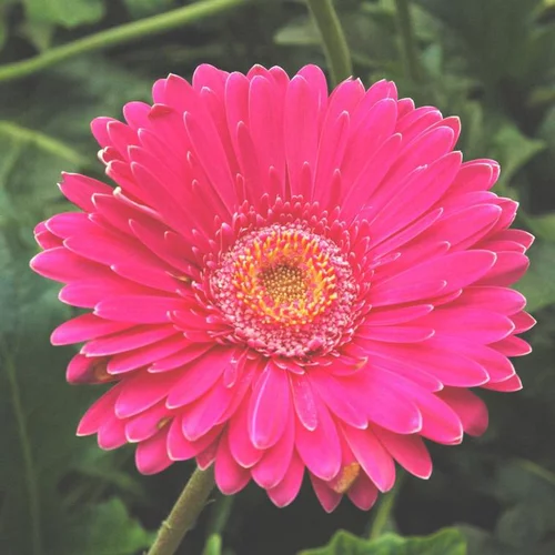 Jardin idée:Gerbéra - La coupe de 27cm