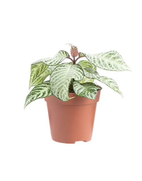 Extérieur pratique:Aphelandra White Wash (Plante zèbre) multicolore. Le pot Ø 14 cm