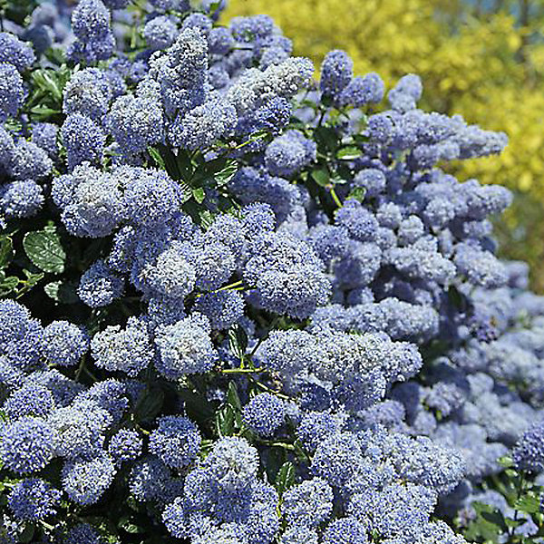 2 x Céanothe 'Gloire De Versailles' – Ceanothus 'Gloire De Versailles', 40, 50 cm pot