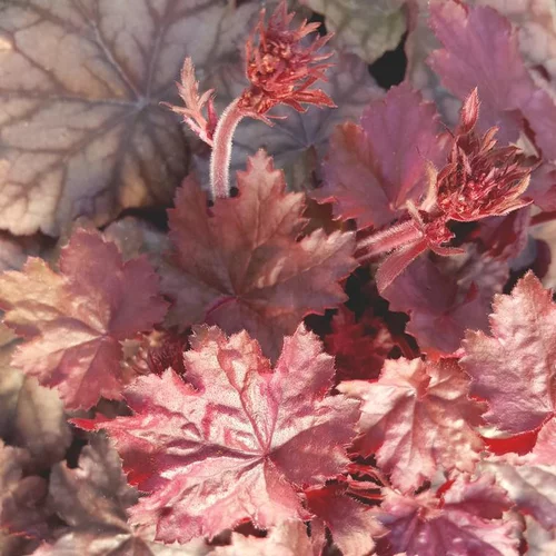 Un indispensable au jardin:Heuchère ou Désespoir du peintre à fleurs multicolores - Le pot de 0,5 litre