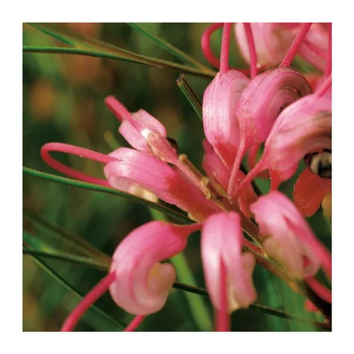 Les essentiels du jardin:Grevillier - pot 7 L