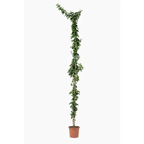 Jardin & confort：JASMIN SAMBAC. Le pot de 7 litres