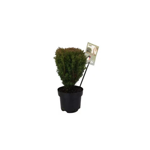 Plaisir au jardin：Thuya Occidentalis Teddy en pot de 2 L