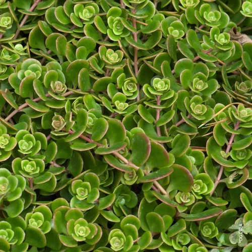 Jardin en douceur：Sedum de Chine 'Coral Reef' - Le pot de 1 litre