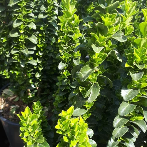 Espace vert malin：Euonymus Japonicus Benkomoki vert 80/100 en pot de 18 L