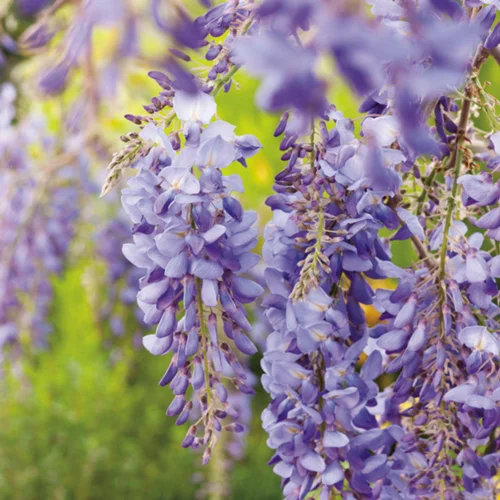Adapté au jardin:Glycine SINENSIS BLEU. Le pot de 1,3 litres