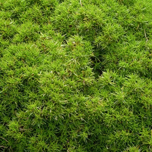 Jardin pour tous:Sagine 'Rucos' - Le pot de 1 litre