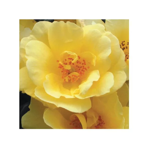 Jardin équipement：Rosier suneva jaune avec pot bleu de 5 L