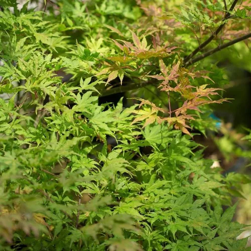 Extérieur malin:Acer Palmatum Reticulatum - Le pot de 7 litres