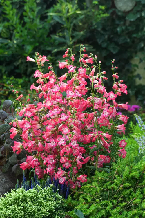 Pour enrichir votre univers jardin：Penstemon ‘Souvenir d’Adrien Régnier’ - Le pot de 2 litres