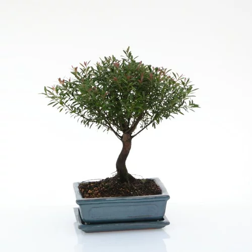 Facile à intégrer au jardin：Bonsaï botanic® Syzygium avec pot et soucoupe - Taille 3,2
