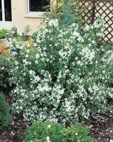 Sélection au jardin：Philadelphus Silver Showers – Pot de 5L
