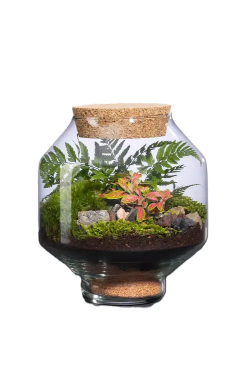 Jardin à vivre:Terrarium autonome Solu L botanic® - Ø 10,5-21 x 23,5 cm