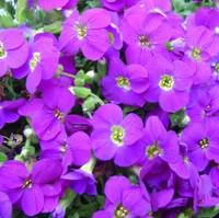 Confort jardin：Aubriète - Le pot de 2 litres
