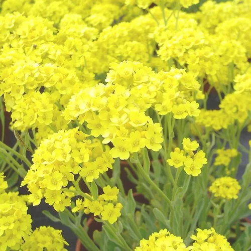 Adapté au jardin：Aurina - La barquette de 6 plants